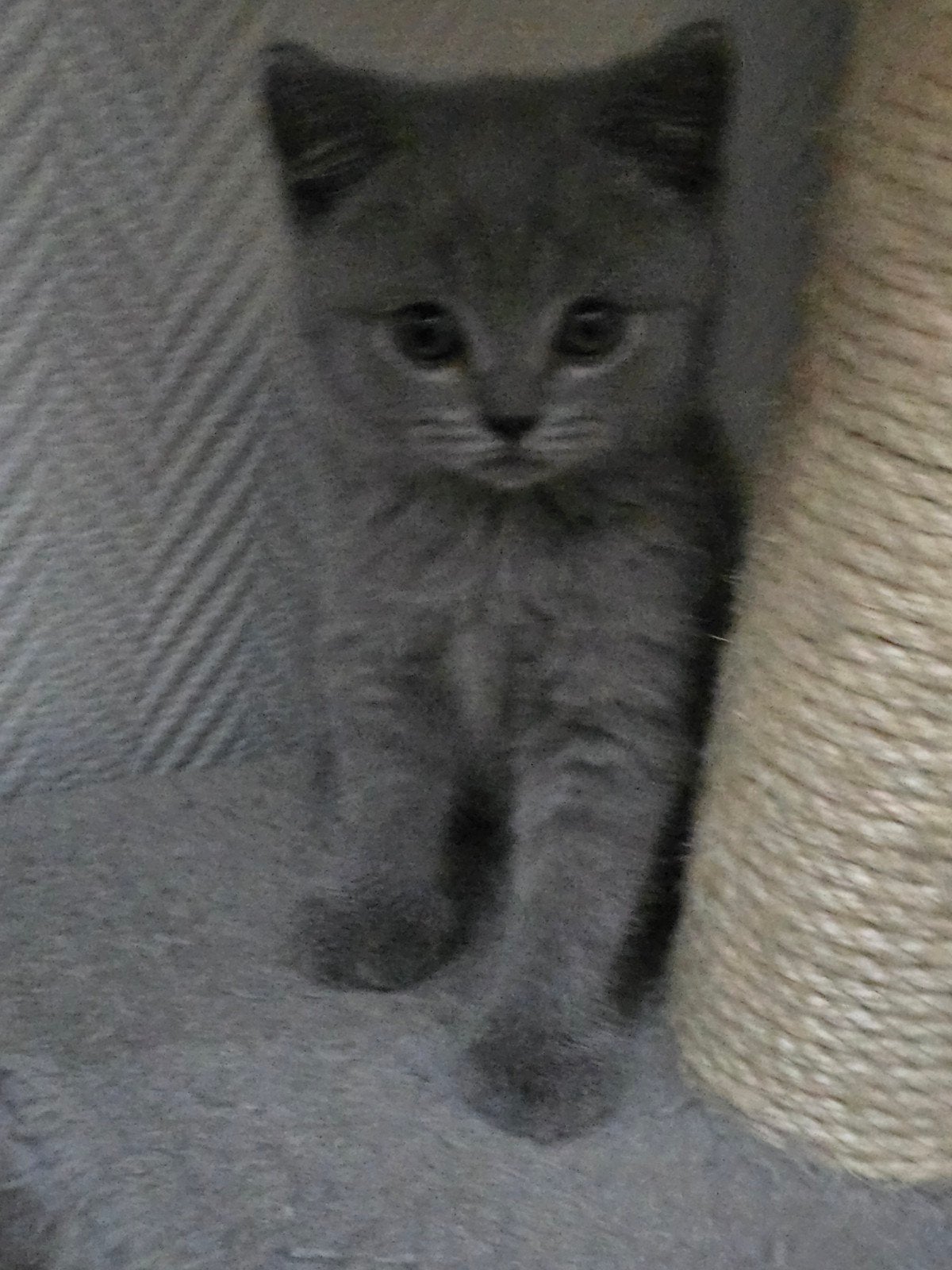 Chatons British shorthair, Animaux & Accessoires, Chatte ou Chat, Vermifugé, 3 à 5 ans