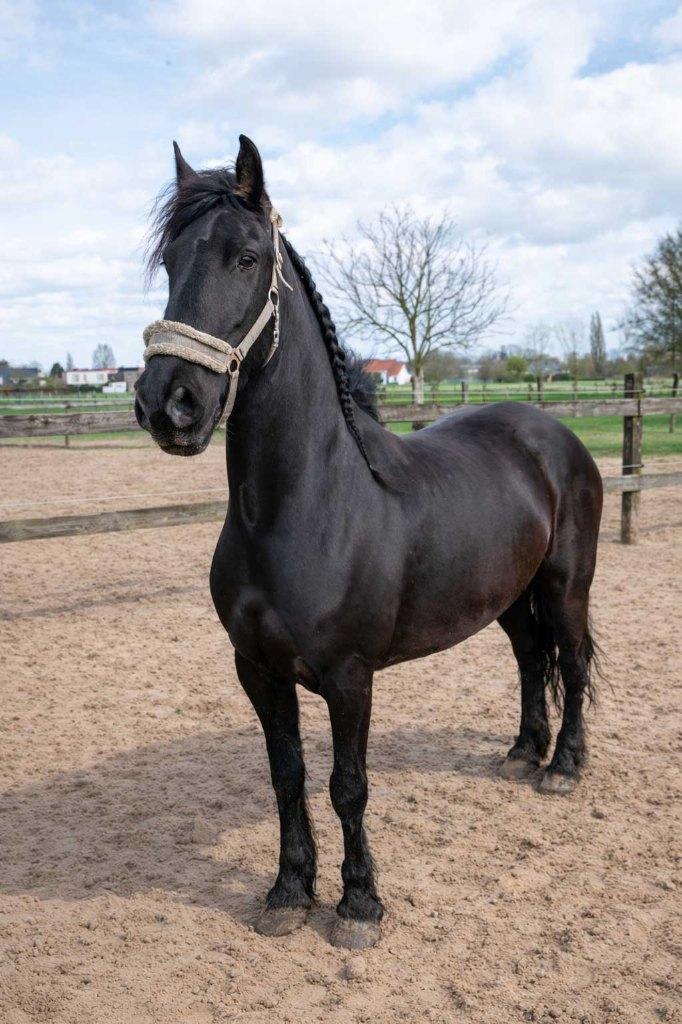 Friese Merrie Liefke VHB, Dieren en Toebehoren, Paarden, Merrie, Met stamboom, Niet van toepassing, 7 tot 10 jaar