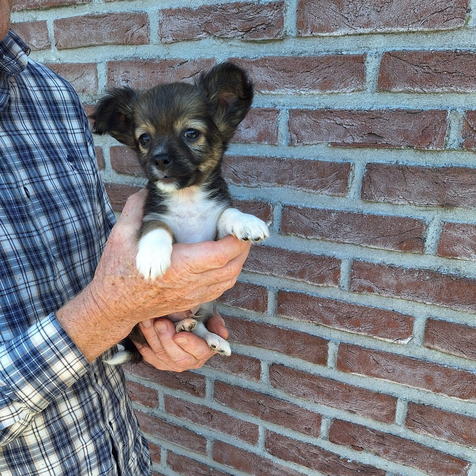 Chihuahua pups, Maladie de Carré (chiens), Belgique, Plusieurs, Chihuahua