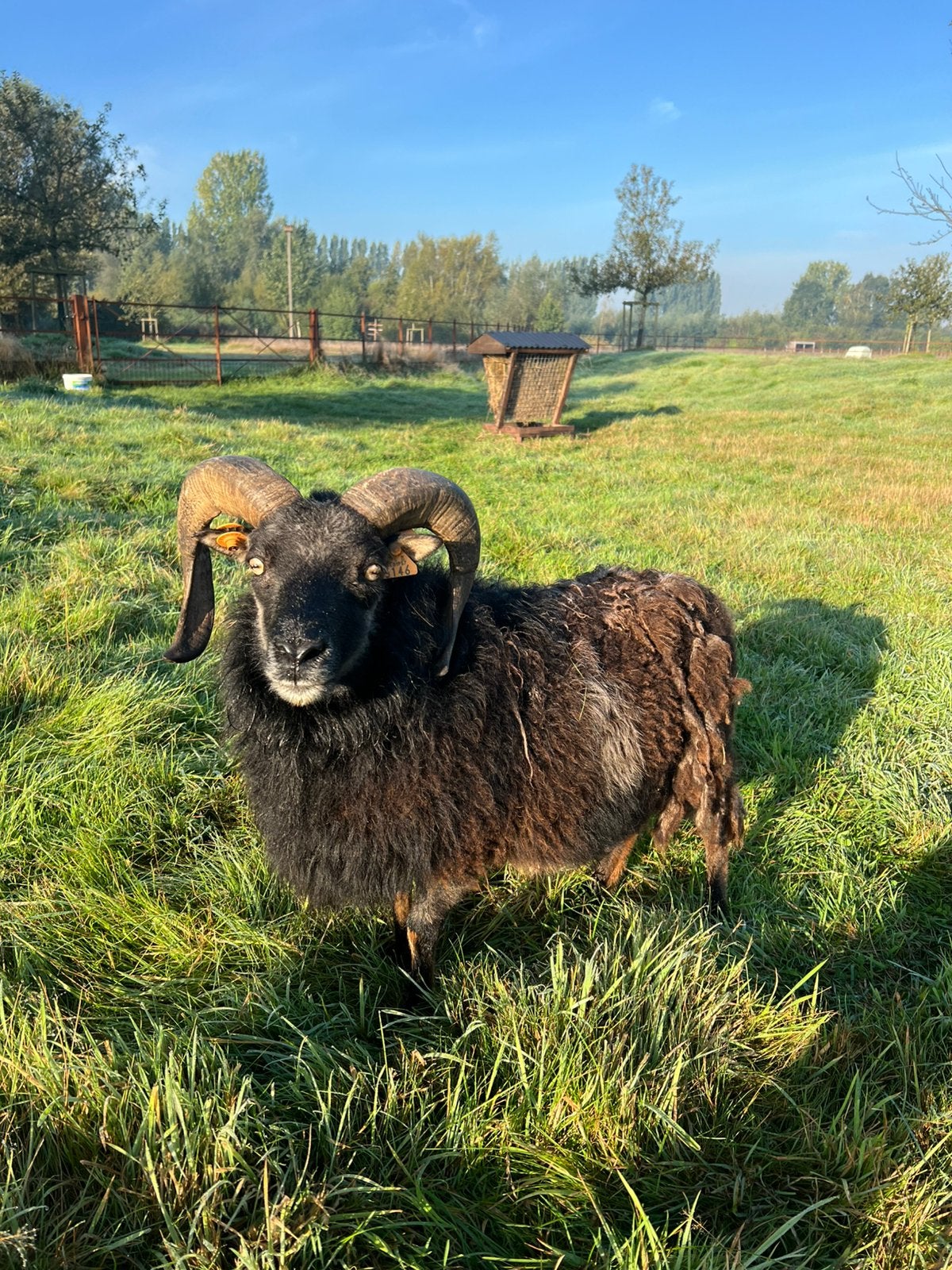 Twee schaapjes te koop, Plusieurs animaux, Mouton, 3 à 5 ans
