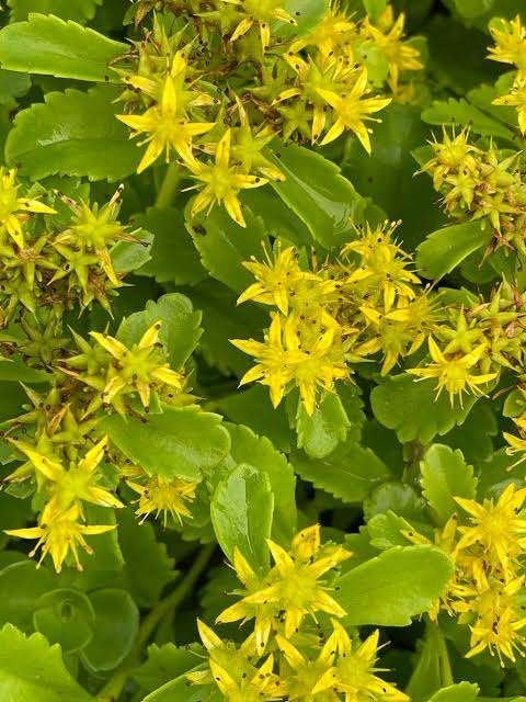 24 Sedum kamtschaticum, vetkruid, muurpeper, Jardin & Terrasse, Plein soleil, Enlèvement, Plante fixe, Été