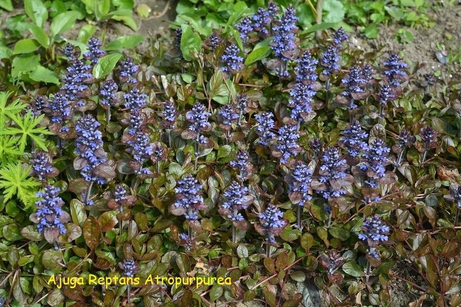 Ajuga reptans "Atropurpurea" of Zenegroen, Ophalen, Bodembedekkers, Vaste plant, Halfschaduw