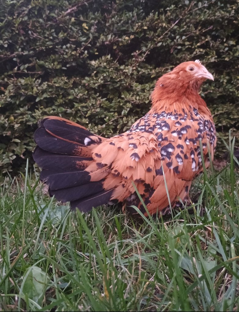 Gebaarde sabelpootkriel hen/hennen te koop, Femelle, Poule ou poulet