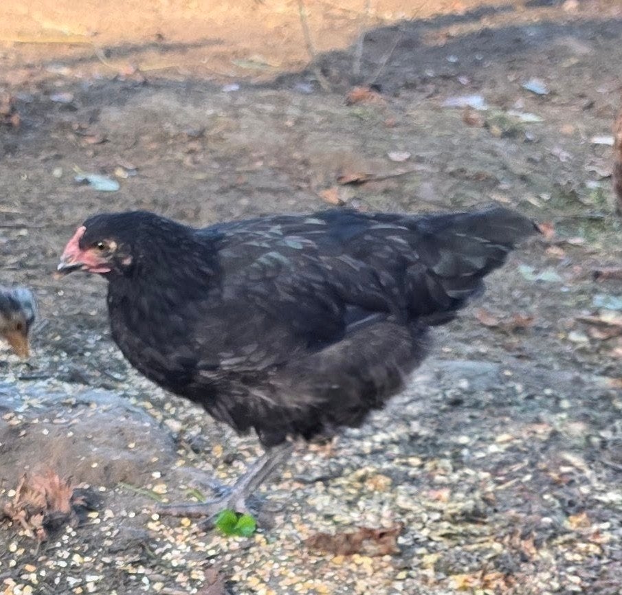 Marans hen (jong kip), Dieren en Toebehoren, Kip