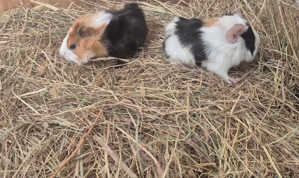 5euro cavias, Mars, Plusieurs animaux, Cobaye