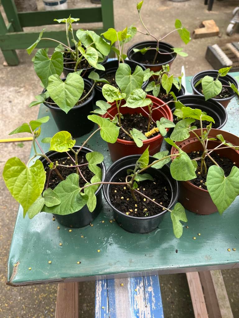 Blauwe winde, Tuin en Terras, Planten | Tuinplanten, Ophalen, Volle zon, Eenjarig, Klimplanten