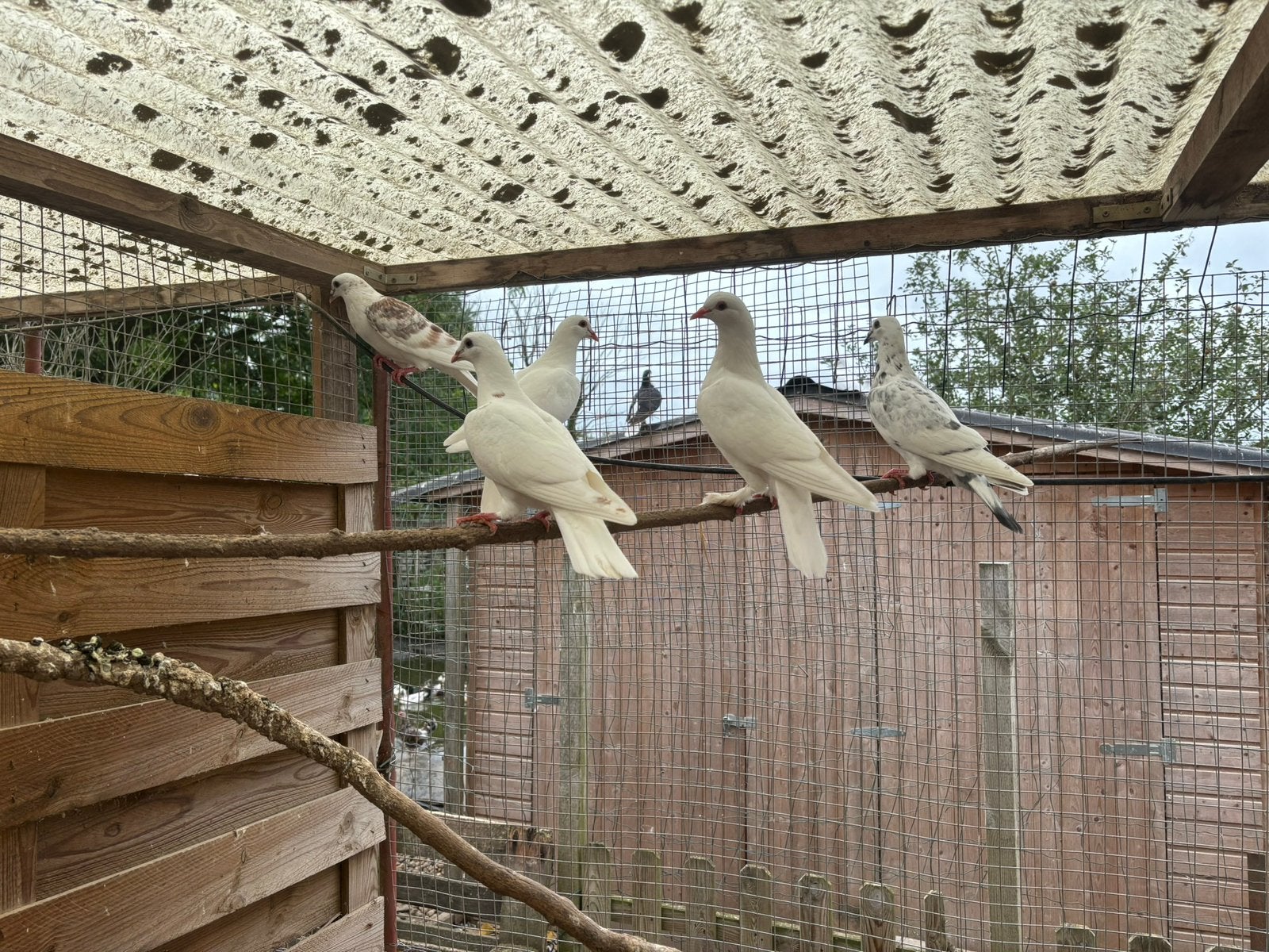 Sierduiven, Dieren en Toebehoren, Geslacht onbekend, Postduif
