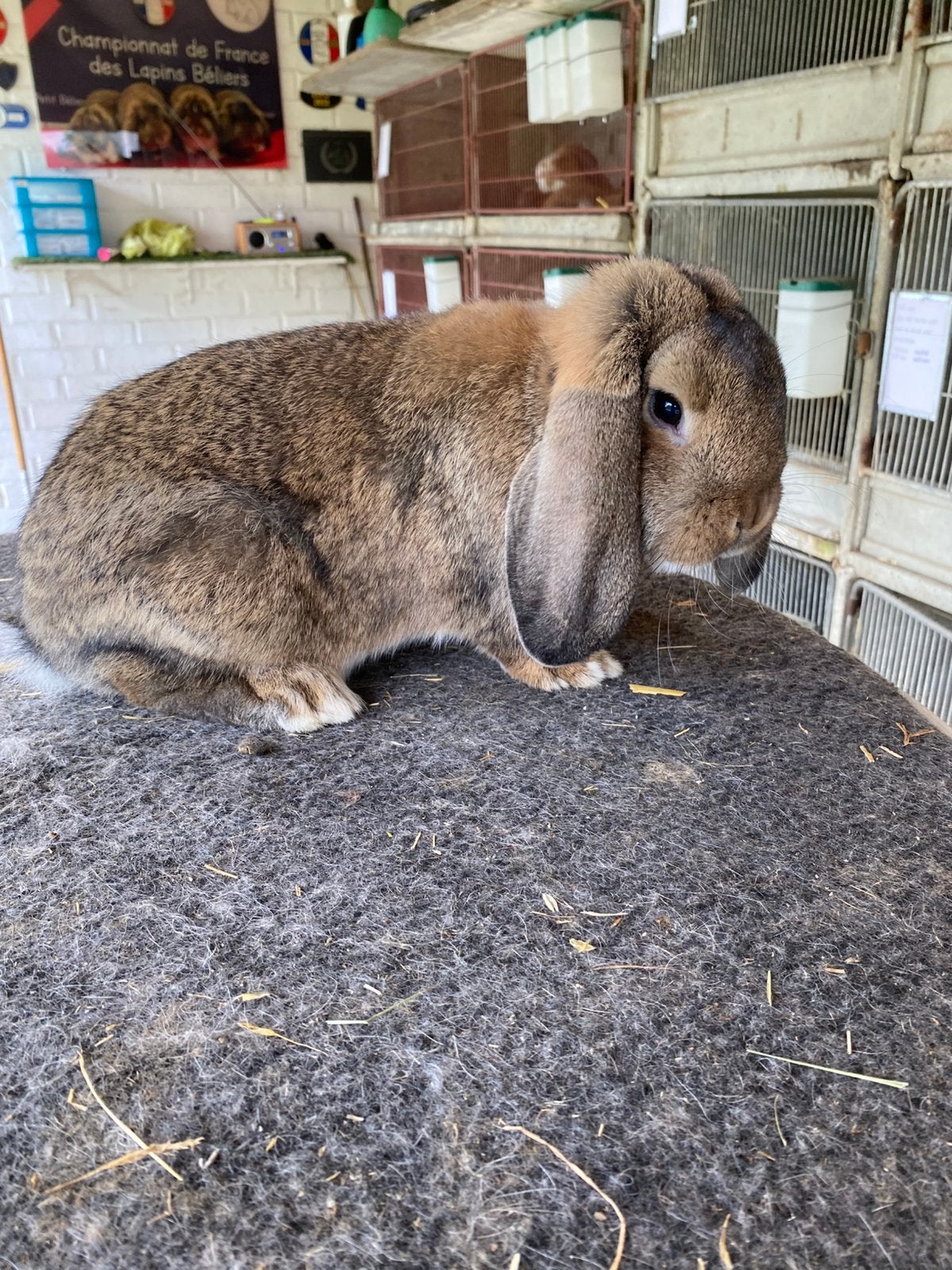 Duitse hangoor konijn, Dieren en Toebehoren, Hangoor