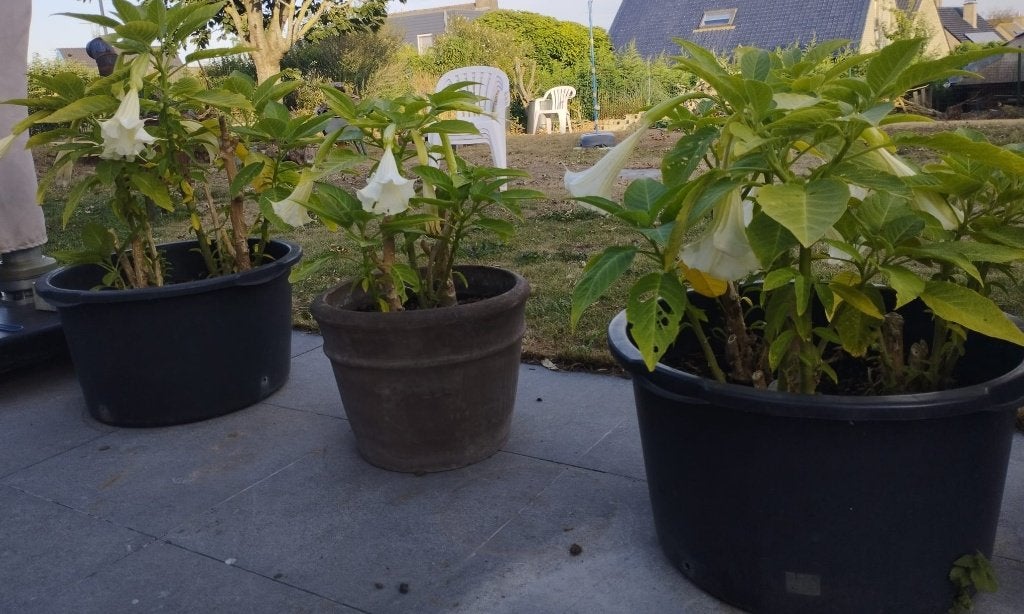 Brugmansia (Engelentrompet) in potten, drie jaar oud, Ophalen