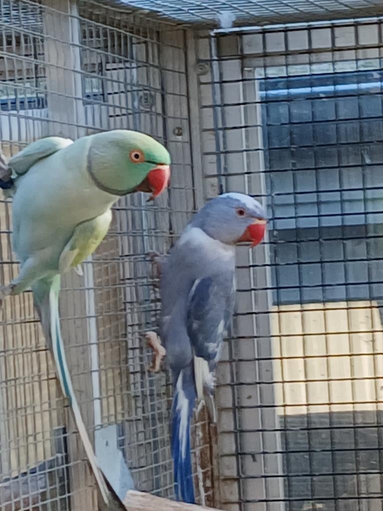 Kweekkoppel bonte halsbandparkiet 2024 of ruilen, Dieren en Toebehoren, Vogels | Parkieten en Papegaaien, Geringd