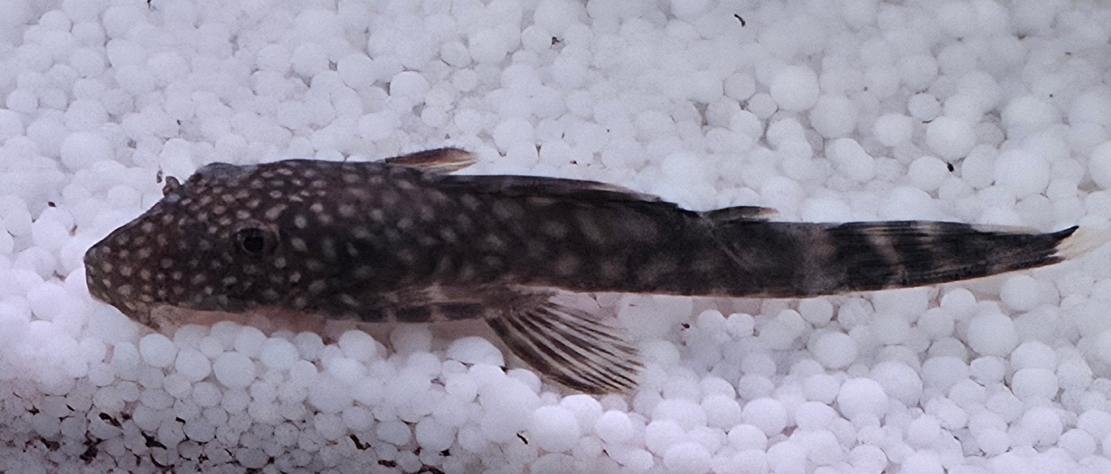 bostelneuzen, Poisson, Poisson d'eau douce