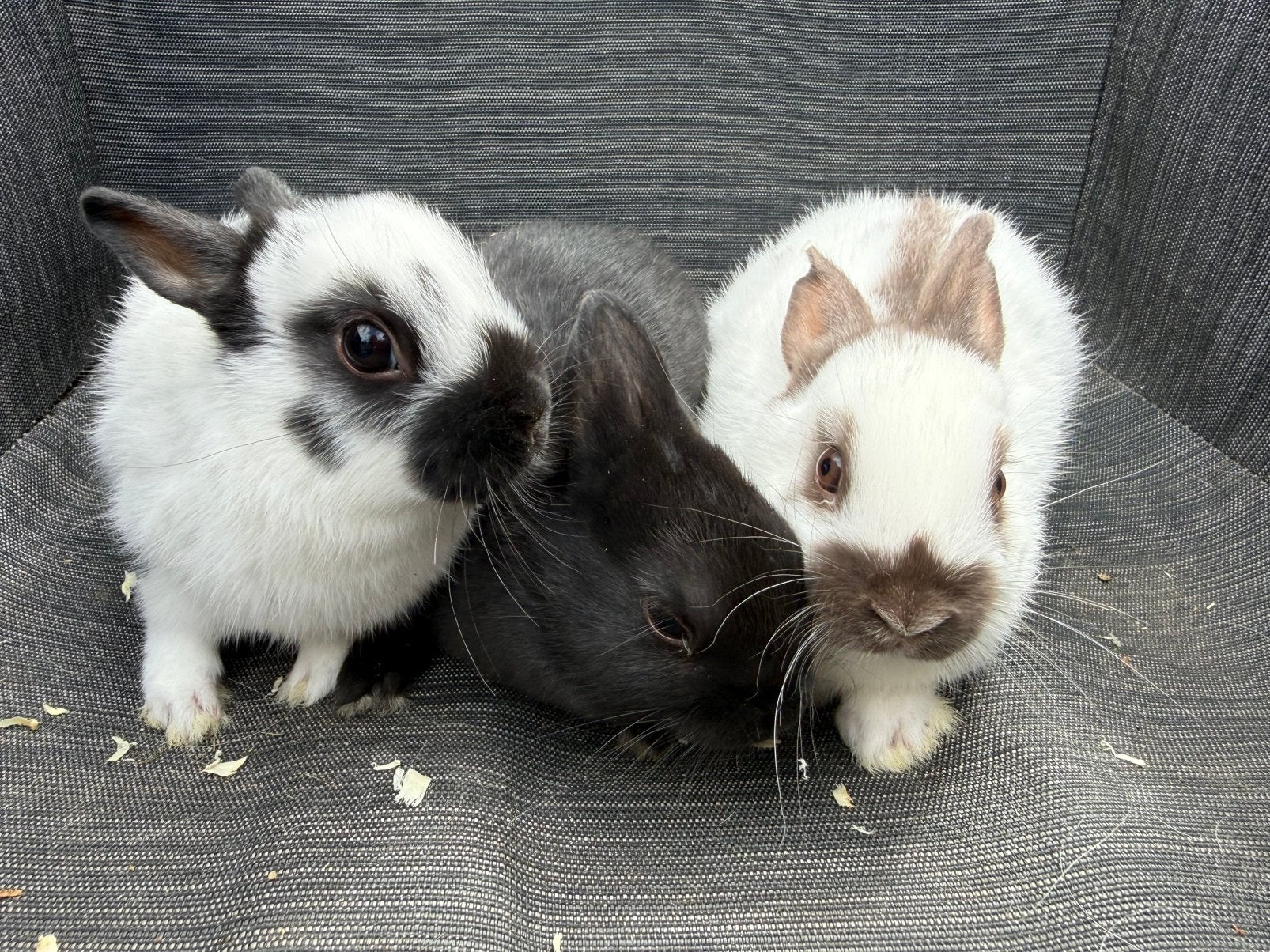 Kleurdwergjes, Dieren en Toebehoren, Konijnen, Meerdere dieren, Dwerg, 0 tot 2 jaar