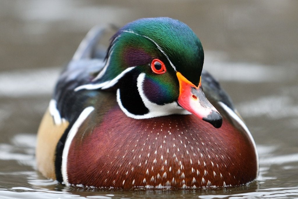 Siereenden - Carolinaeend, Dieren en Toebehoren, Pluimvee, Meerdere dieren, Eend
