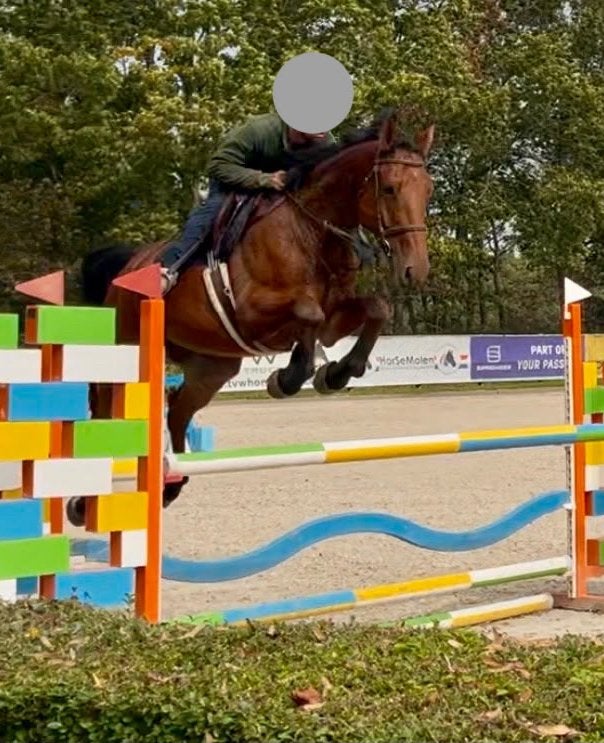 Springpaard met veel vermogen, Dieren en Toebehoren, Springpaard, Met stamboom, Ruin, M
