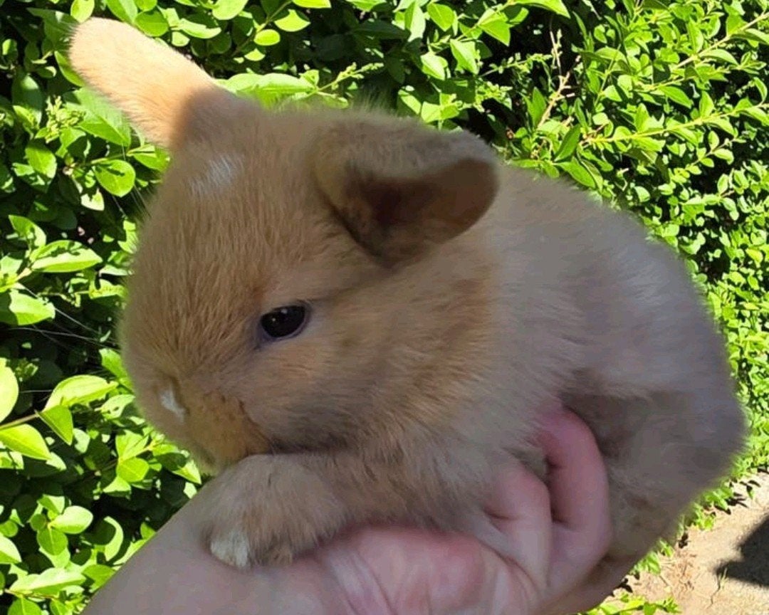 Minilop, Dieren en Toebehoren, Konijnen, Dwerg, Mannelijk, 0 tot 2 jaar, Hangoor