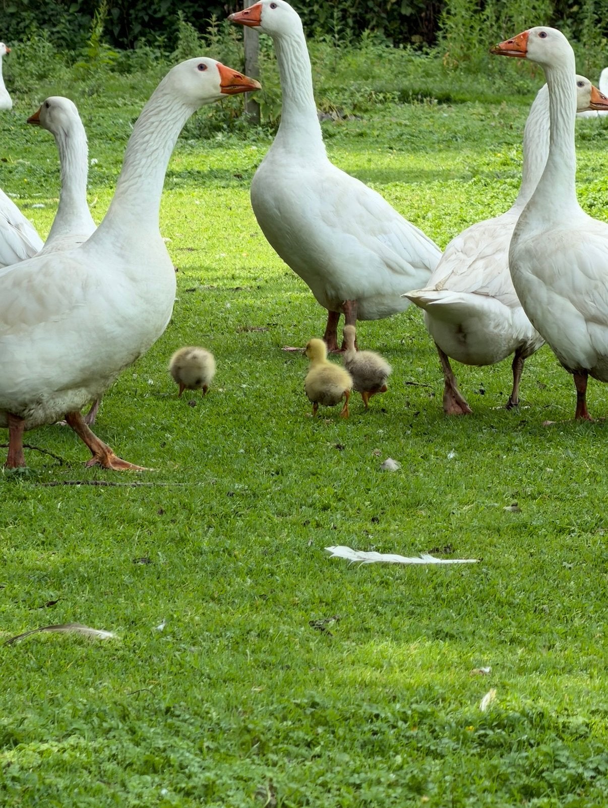 26 tamme ganzen uit hobbyfokkerij zoeken samen nieuw thuis, Dieren en Toebehoren, Pluimvee, Meerdere dieren, Gans of Zwaan