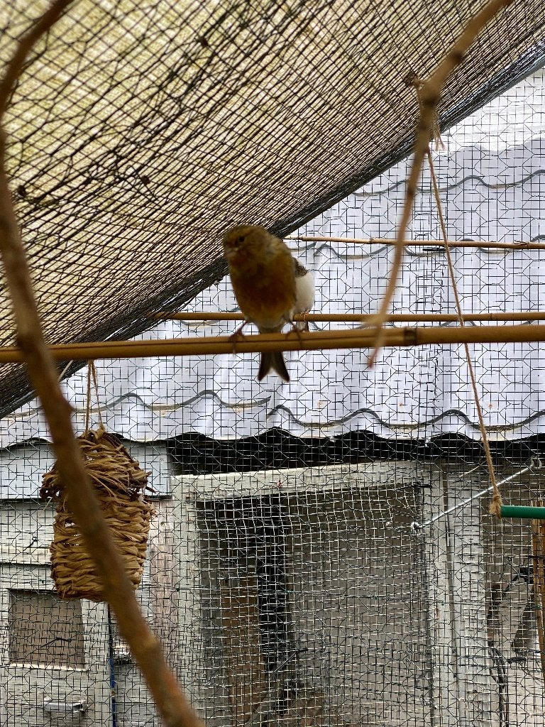 Kanarie, Dieren en Toebehoren