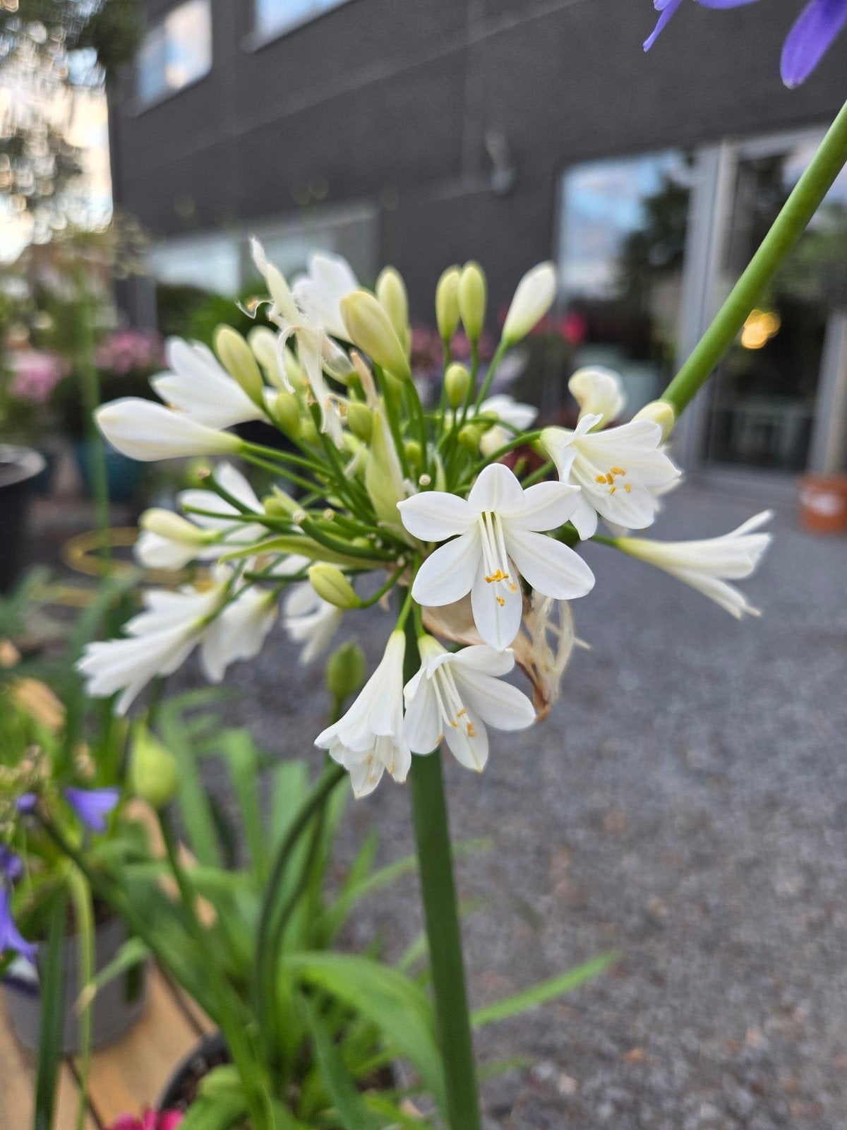 Agapanthus - Afrikaanse Lelie, Enlèvement