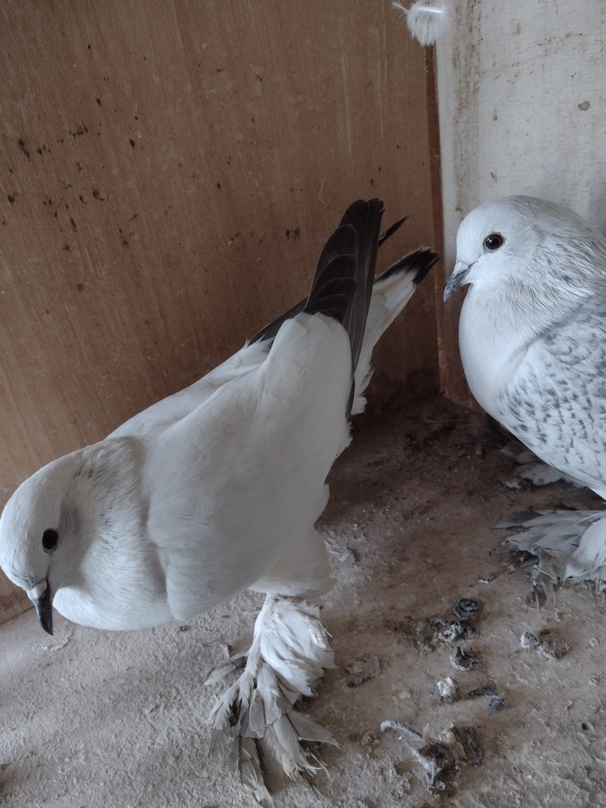 Sierduiven V.v ijsduiven, Plusieurs animaux, Autres espèces