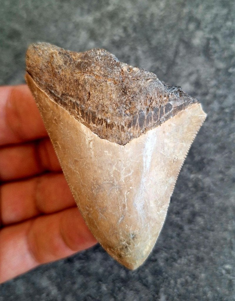 MEGALODON TAND INDONESIE  rustiek!, Ophalen of Verzenden, Fossiel