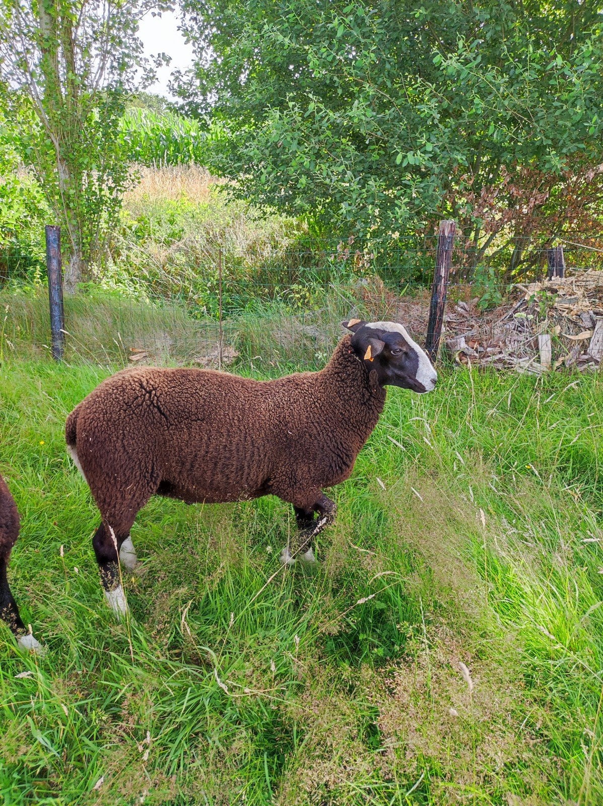Schapen zwart bles ram, Schaap
