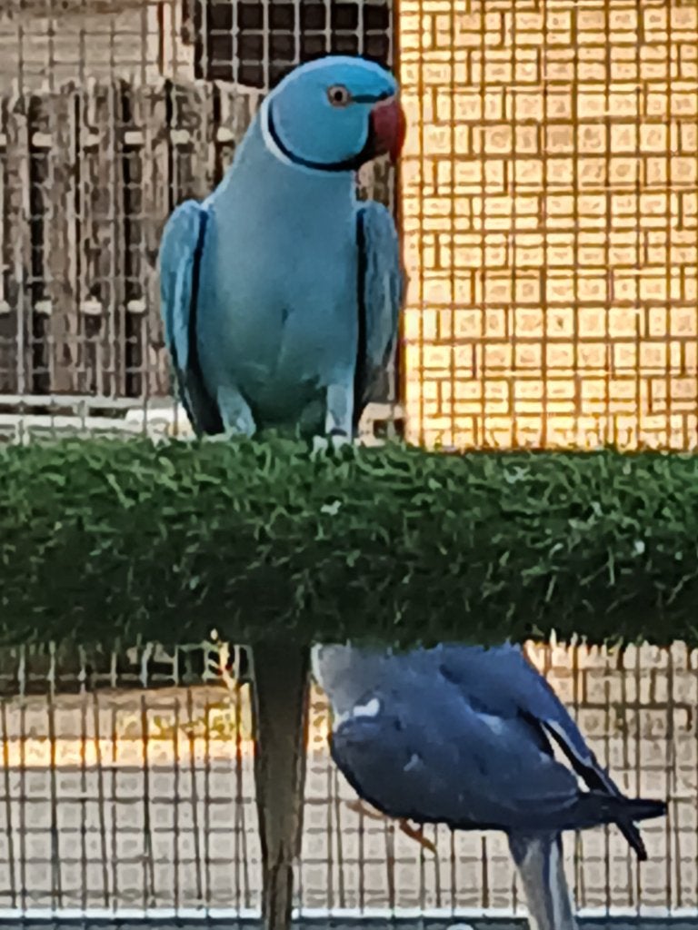 kweekkoppel & halsbandparkieten & parkieten & extra koopje, Meerdere dieren, Parkiet, Geringd