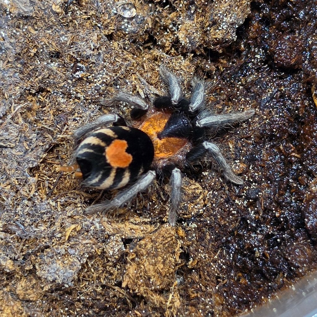 Cyriocosmus elegans, Dieren en Toebehoren