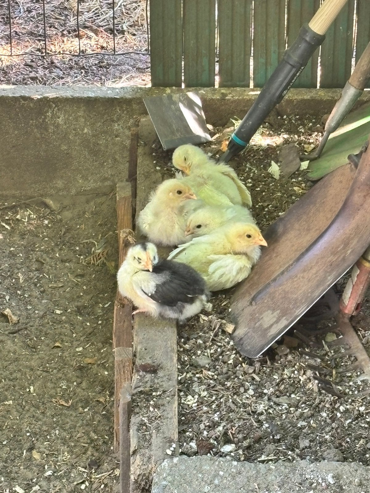 Kuikens te koop, Dieren en Toebehoren, Pluimvee