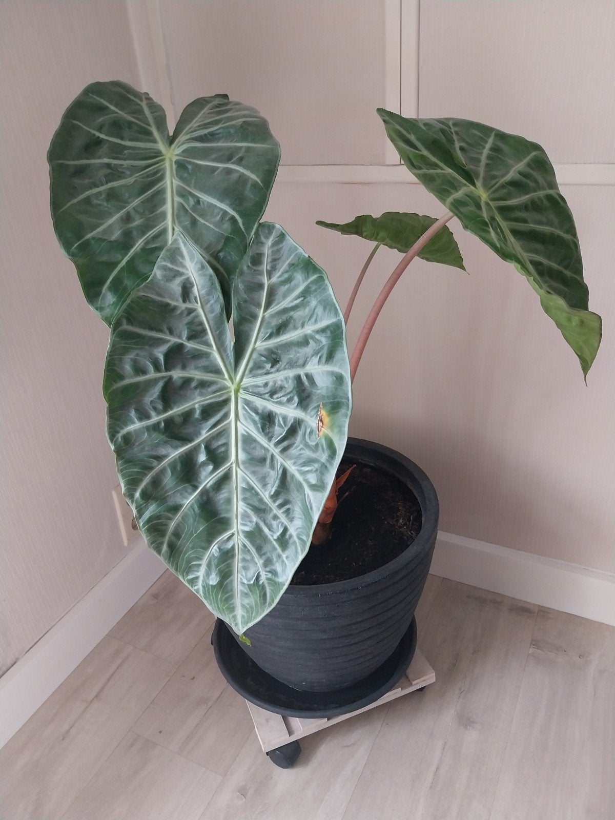 Plante d'intérieur Alocasia, Enlèvement, En pot