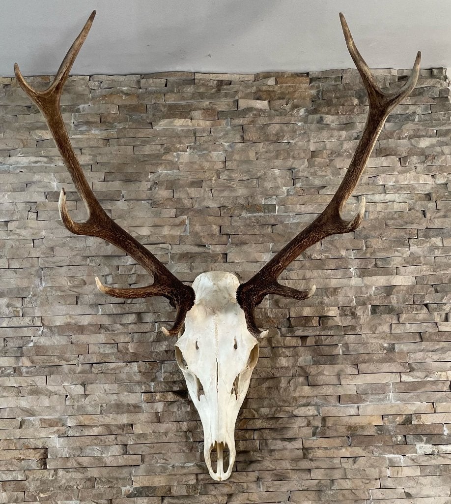 Mooi groot symmetrisch hertengewei Hoge Veluwe, Verzamelen, Dierenverzamelingen, Ophalen, Zo goed als nieuw, Hert, Gewei of Kop