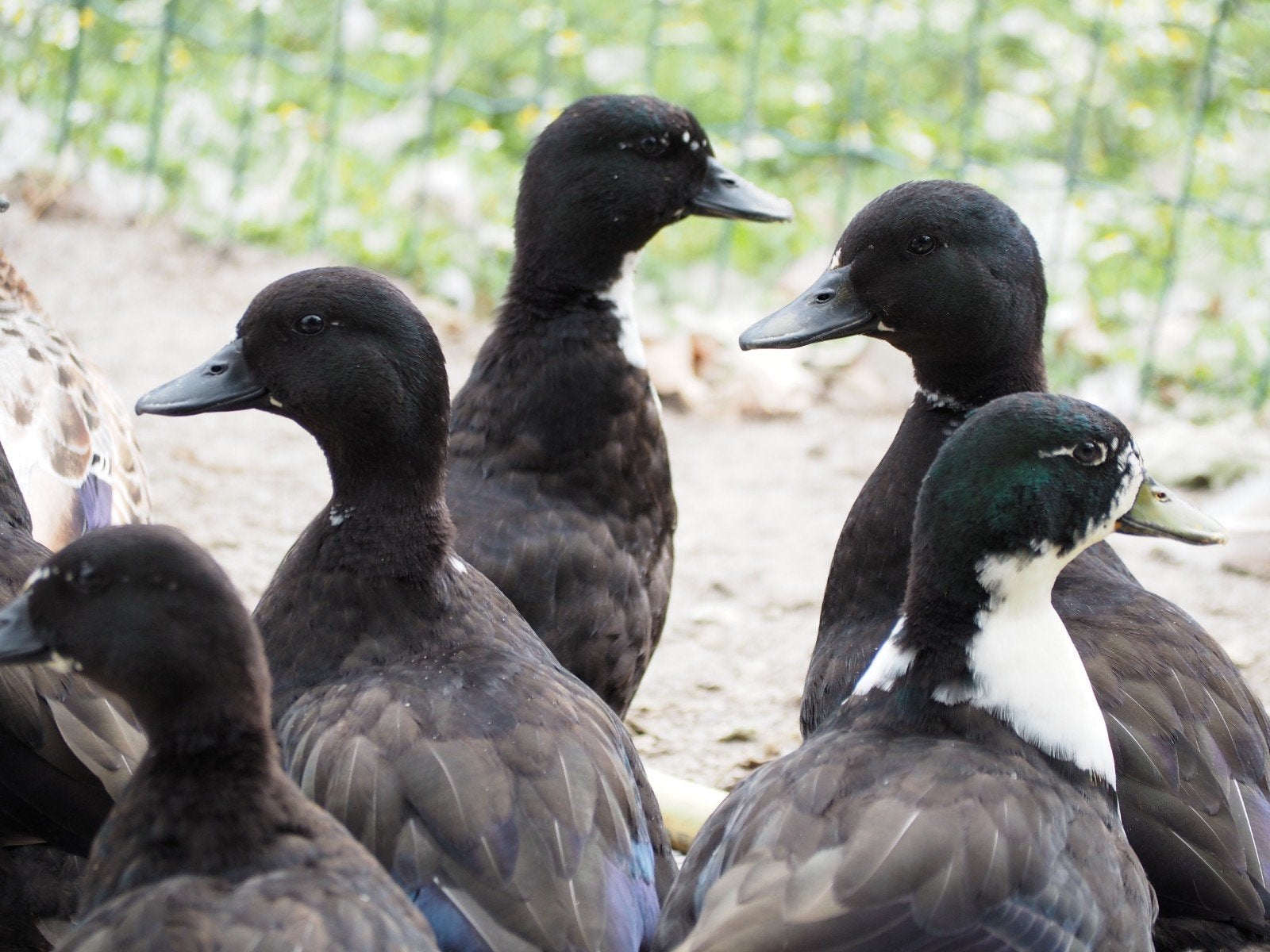 eenden Smaragdeenden, Dieren en Toebehoren, Meerdere dieren, Eend