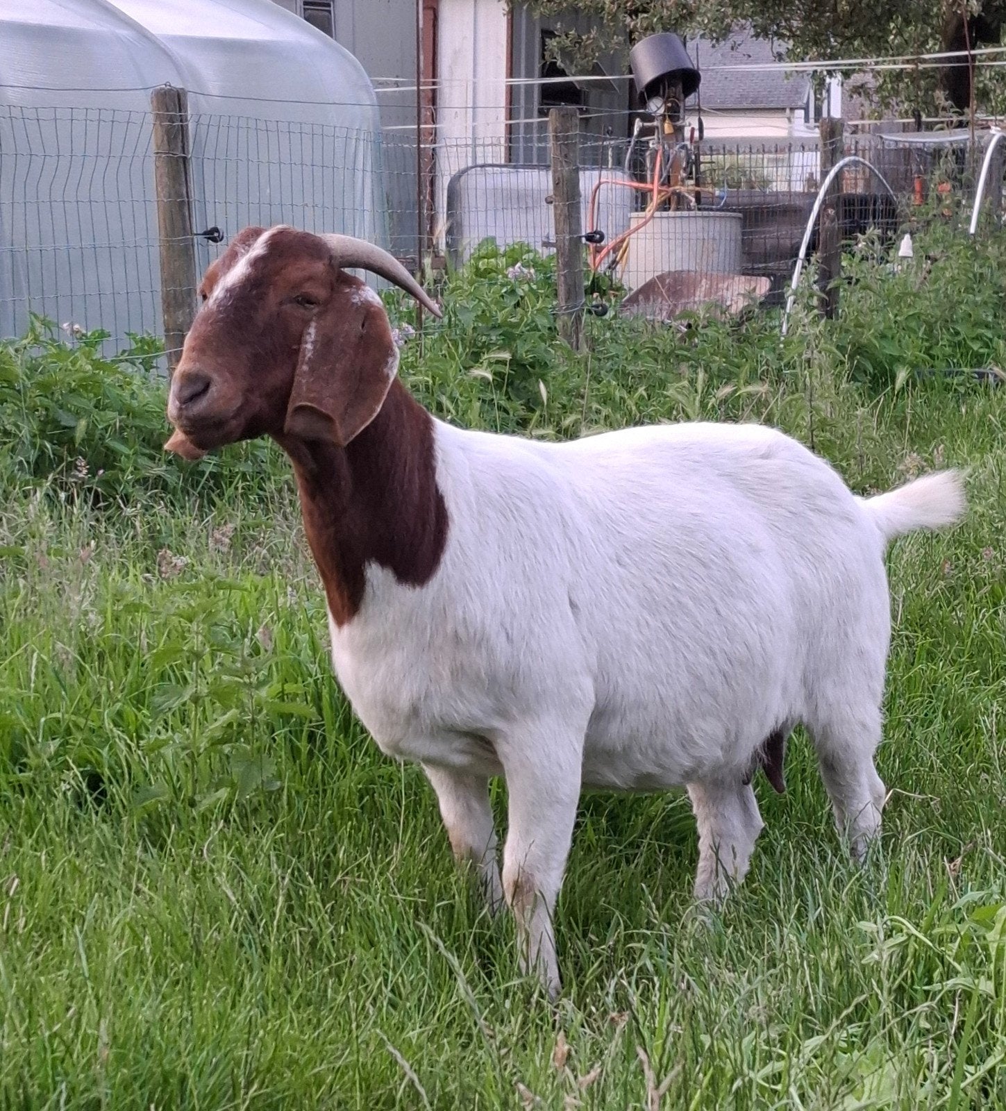 Boergeit
