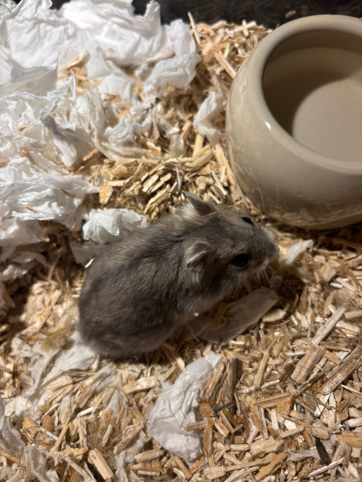 Russische dwerghamster mannetje, Animaux & Accessoires, Hamster, Mâle, Juin, Domestique