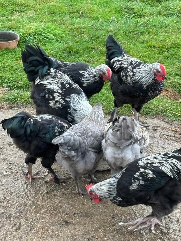 Coqs marans noir camail argenté, Enlèvement, Neuf