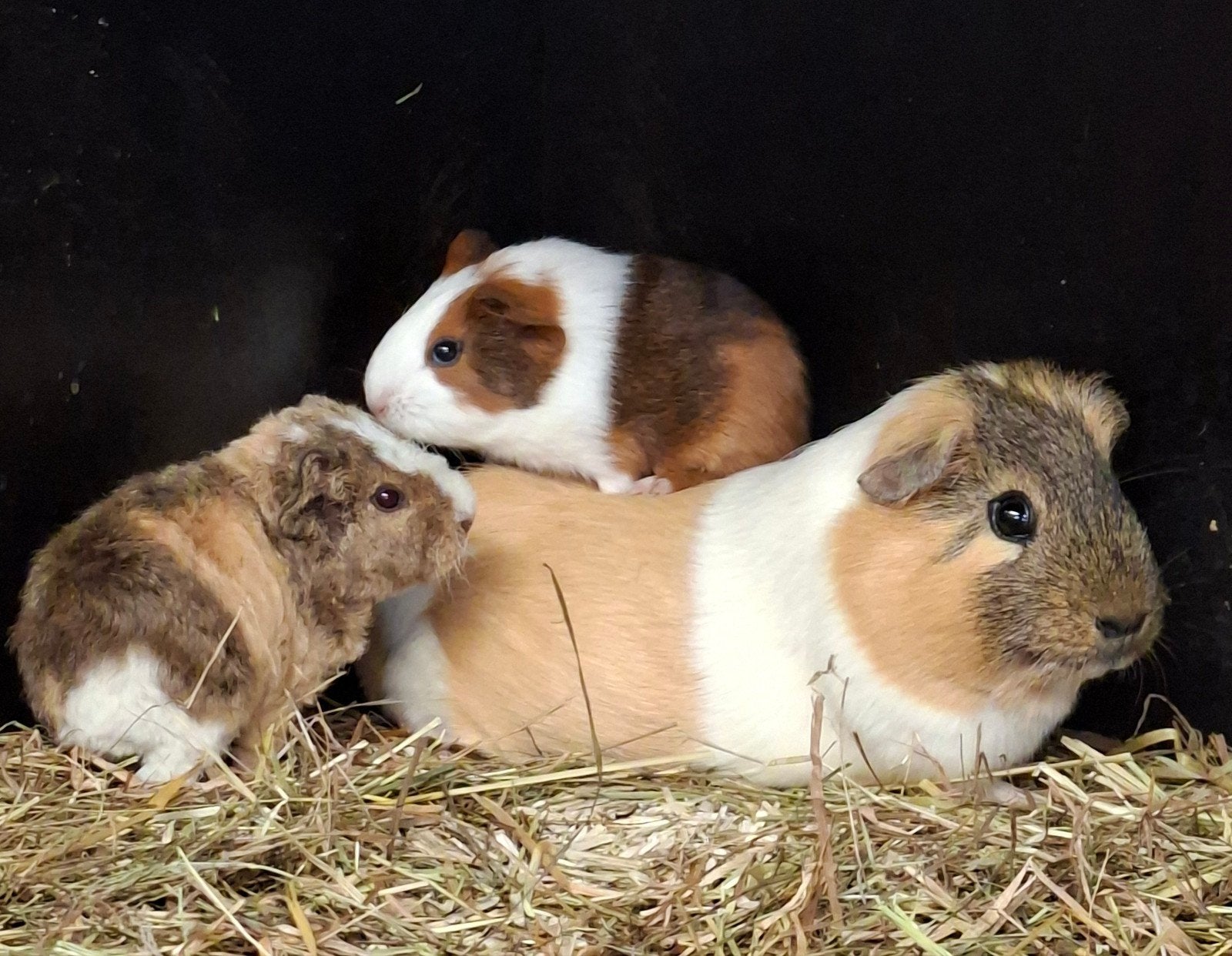 Cavia. Cavia's, Dieren en Toebehoren, Juli, Cavia