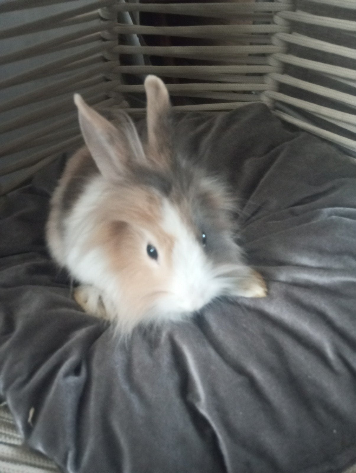 lapin nain tête de lion a 20€, Enlèvement