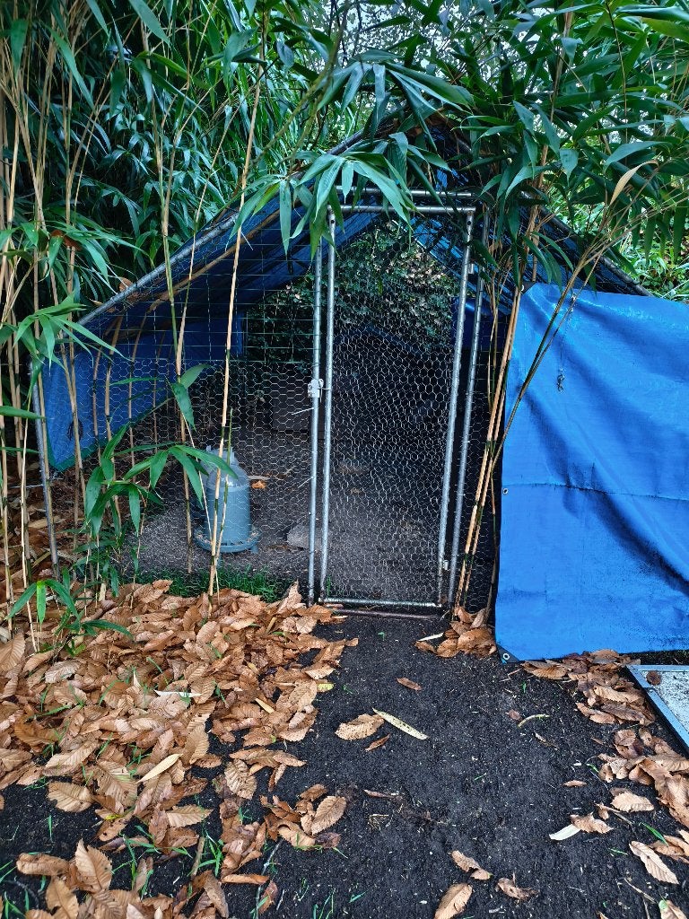 Kippenren 4x3, Kip
