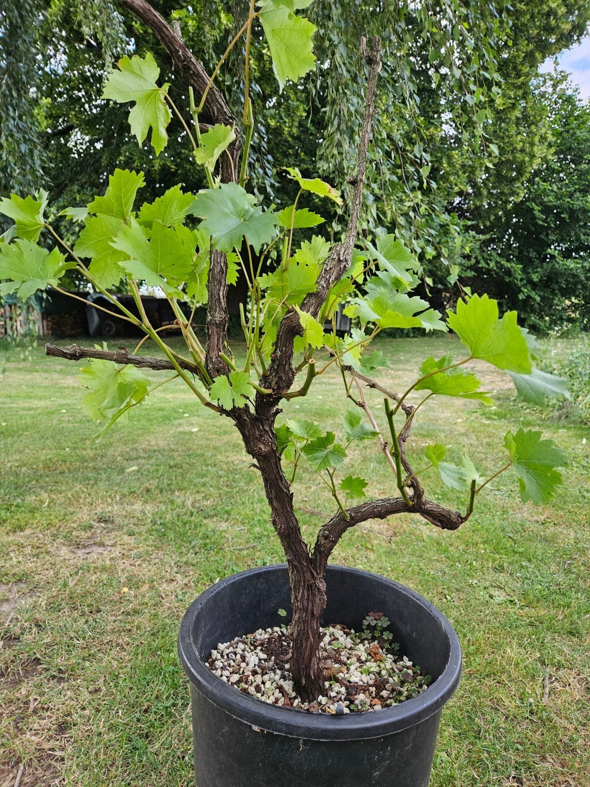 Mooie druivelaar in pot, Tuin en Terras, Ophalen, In pot