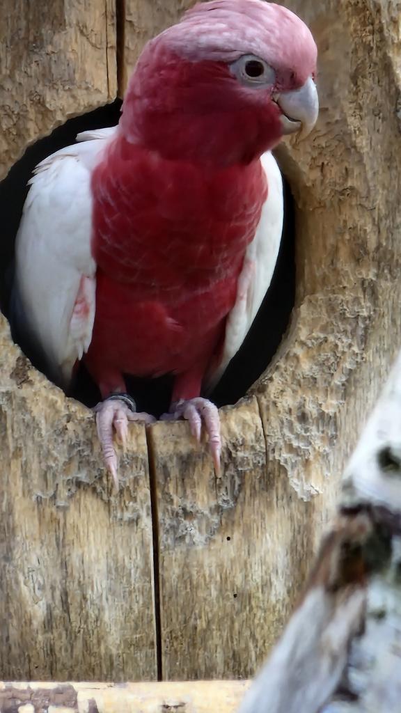 Lutino Rose gezocht, Dieren en Toebehoren
