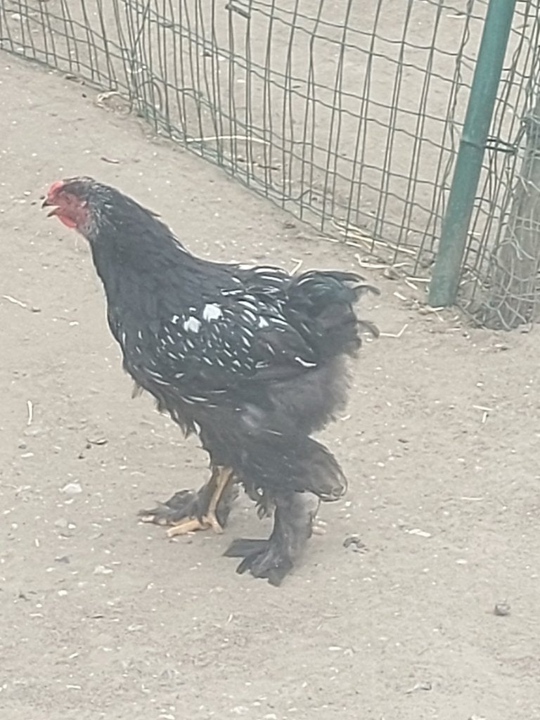 Gezonde zuivere brahma haan, Dieren en Toebehoren, Pluimvee, Mannelijk, Kip