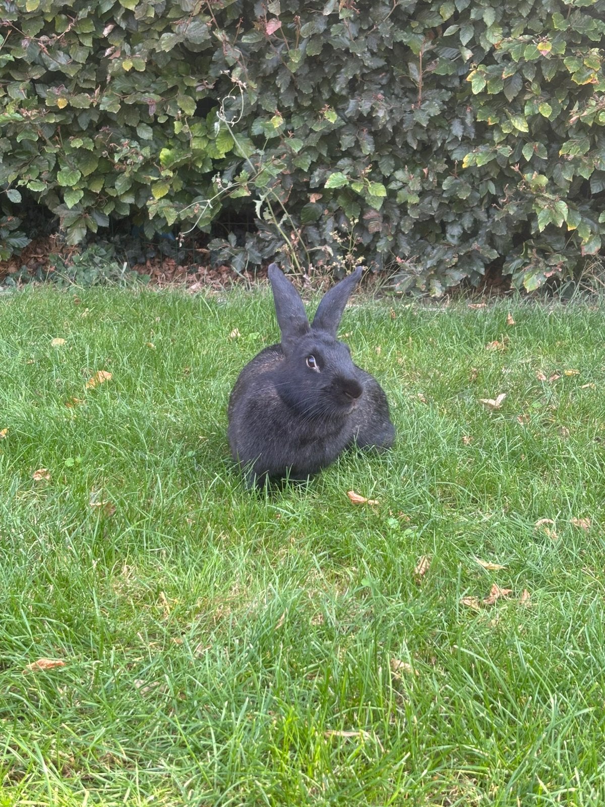 Voedsters grote konijnen, Vrouwelijk, Groot, 0 tot 2 jaar