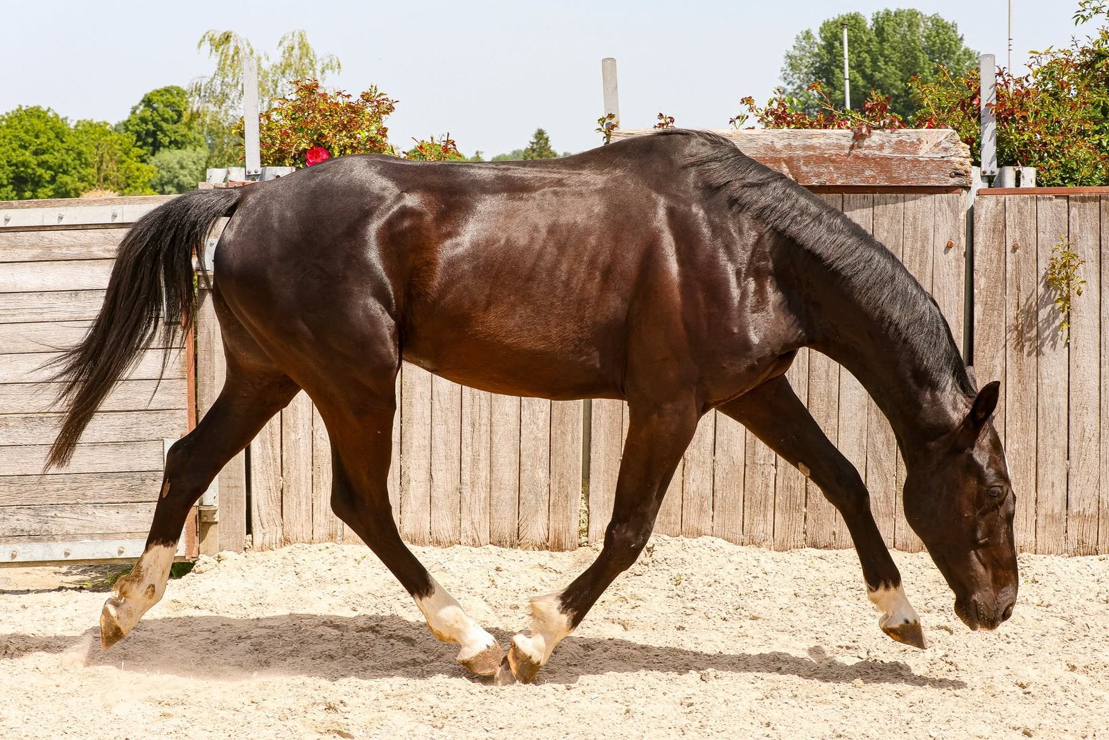 Sportpaarden & pony’s te koop, Animaux & Accessoires, Chevaux, Plusieurs animaux, Avec pedigree, Avec puce électronique, Vermifugé