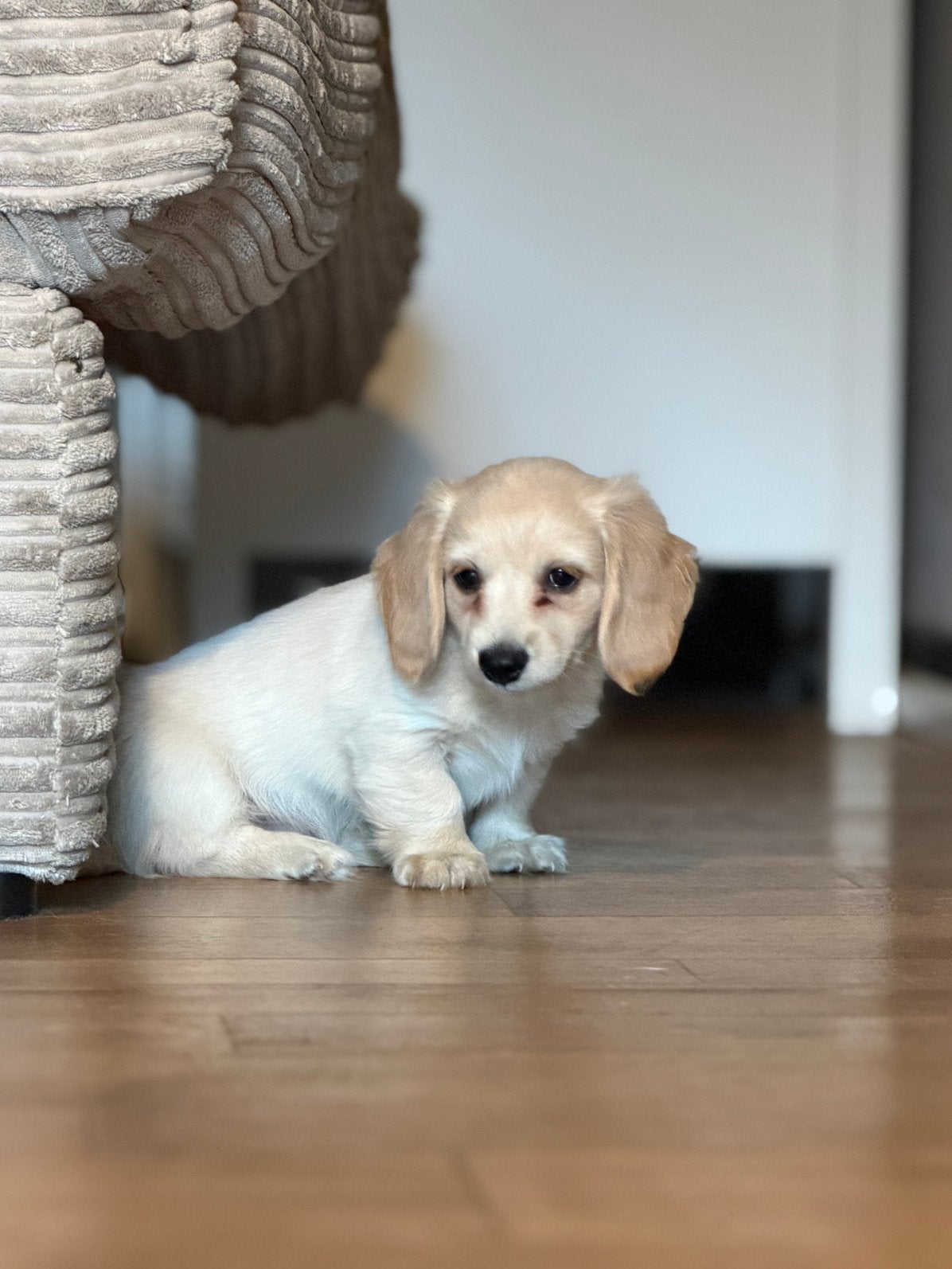 Langhaar creme blonde teckel pups,in huis grootgebracht !!, Kaninchen, België, Fokker | Hobbymatig, Reu