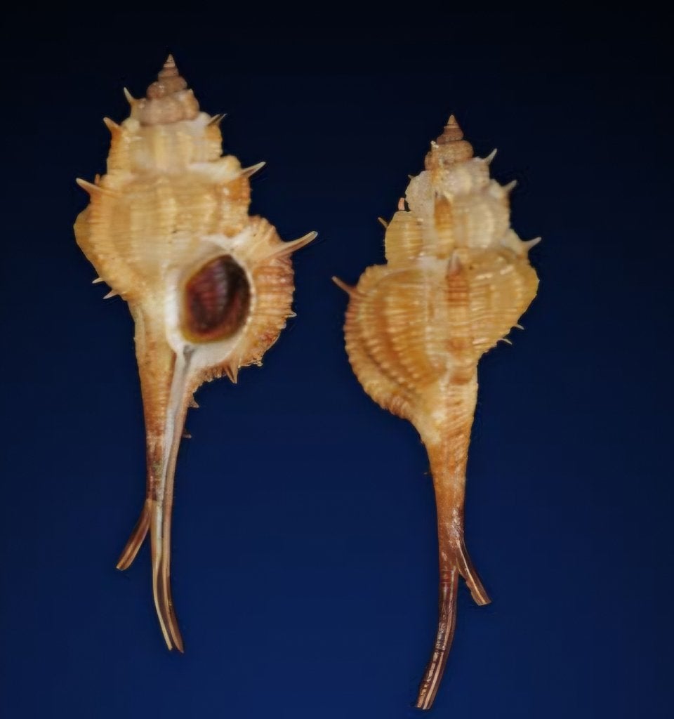 Pierre précieuse Vokesimurex mindanaoensis 77 mm, Collections, Collections Animaux, Enlèvement ou Envoi, Neuf, Autres, Autres types