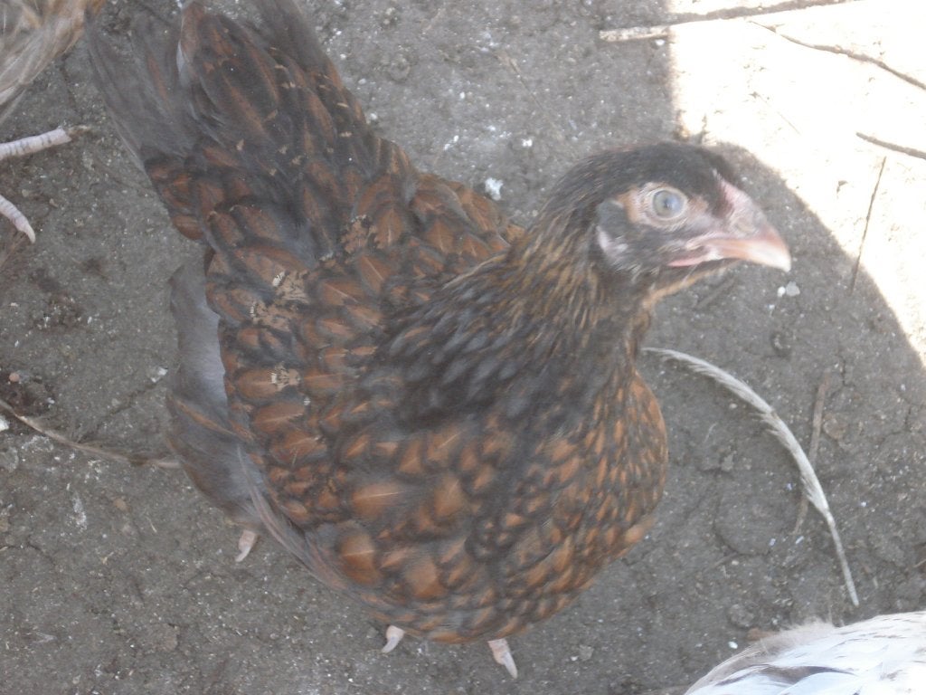 wyandotte hen goudzwart gezoomd, Dieren en Toebehoren, Vrouwelijk, Kip