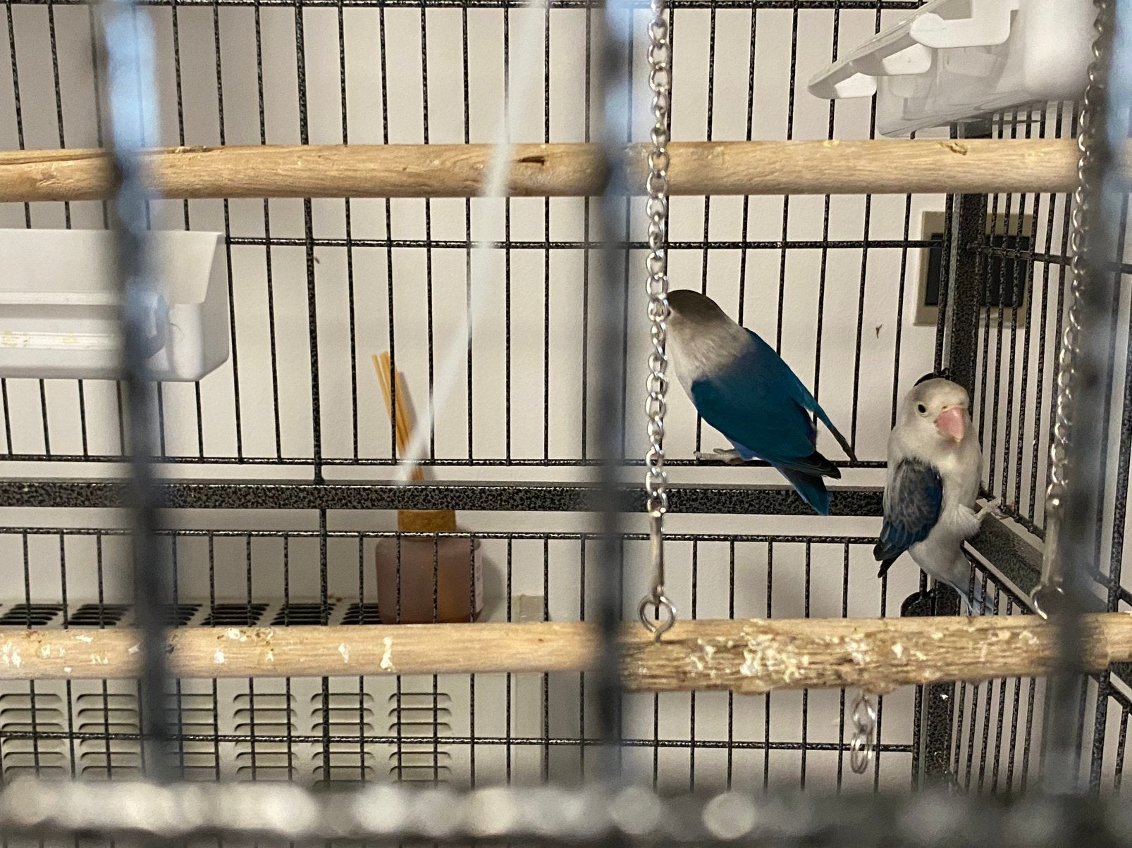 Koppel agapornissen, Animaux & Accessoires