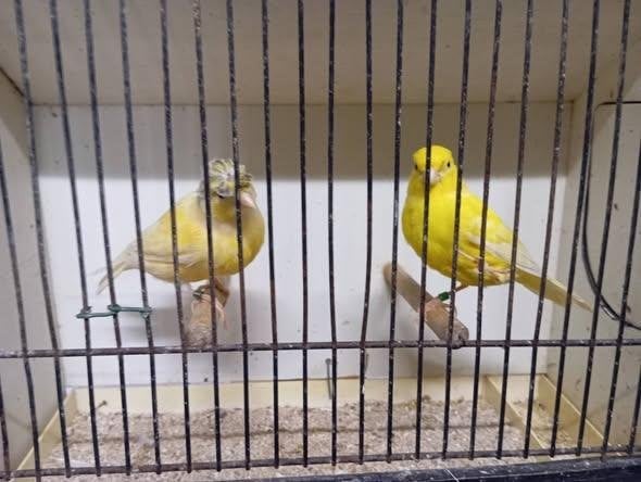 koppel gele kanaries met kuif 2026 011-107, Dieren en Toebehoren