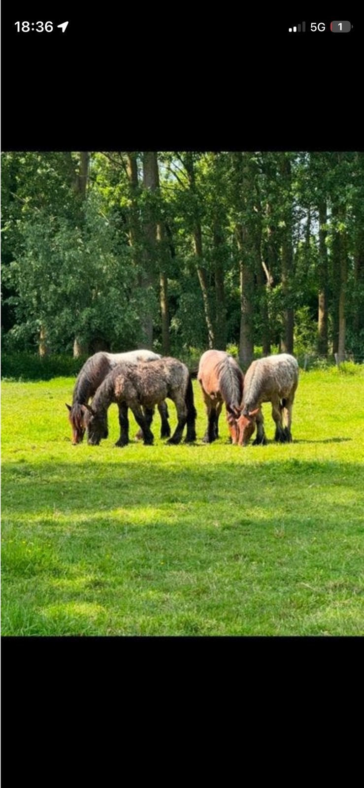 8 hengsten veulens trekpaarden