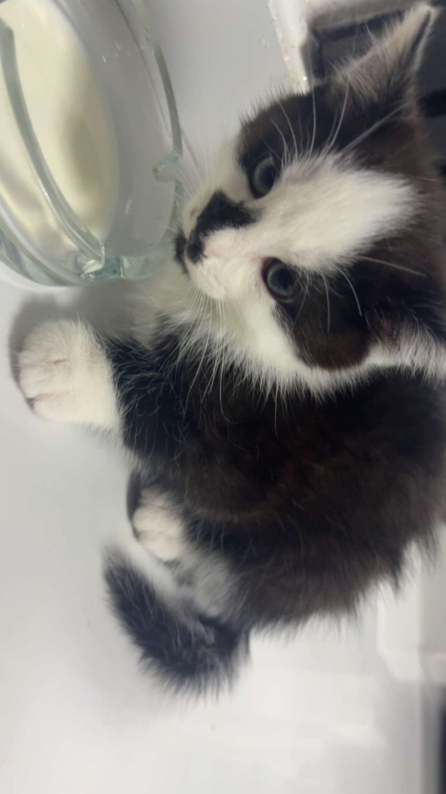 Kitten, Dieren en Toebehoren, Ophalen, Zo goed als nieuw