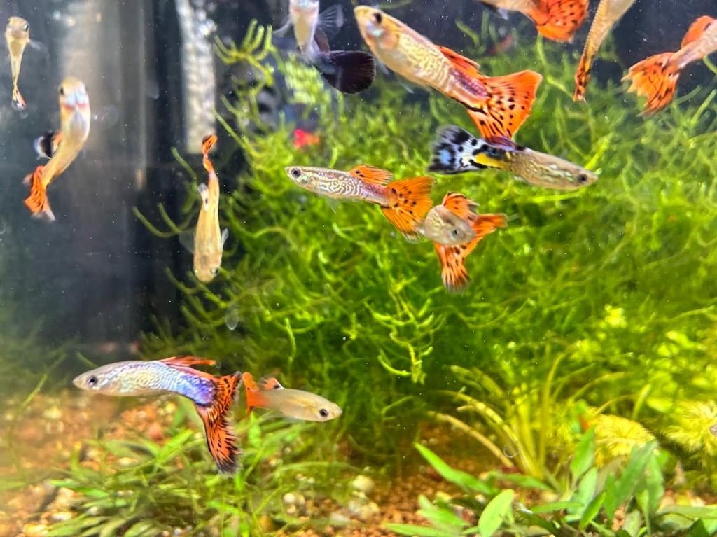 Mannetjes guppy's, Poisson, Poisson d'eau douce